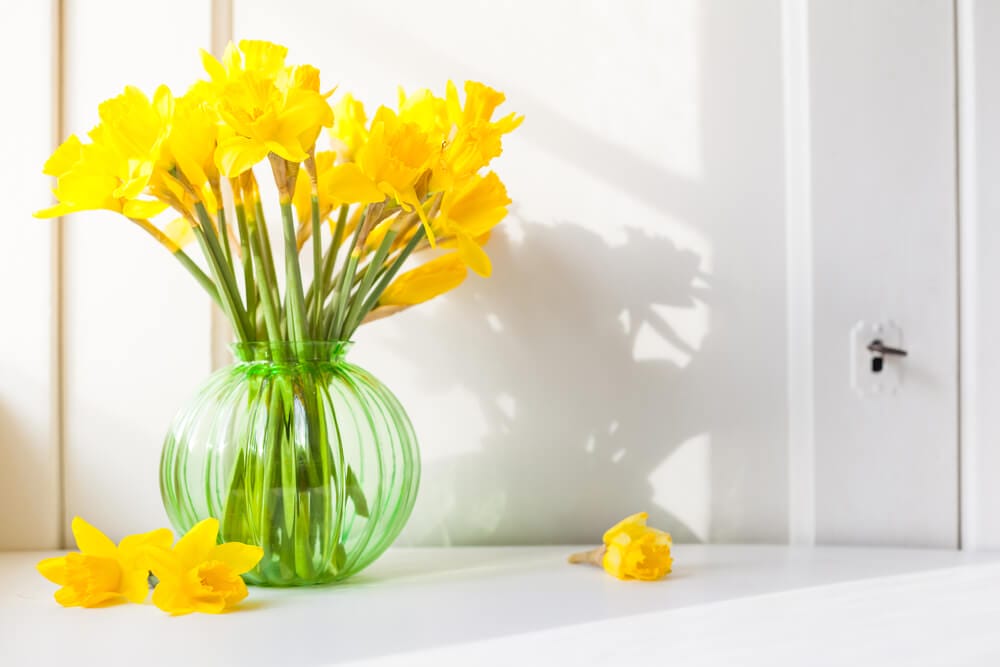 cutting and displaying daffodils