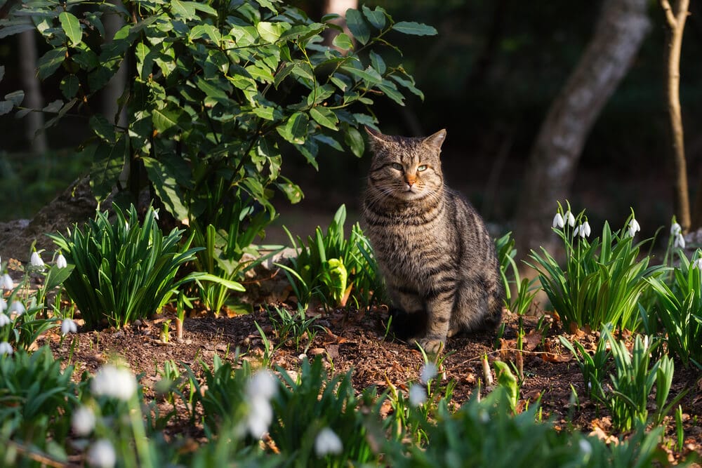 snowdrop pests