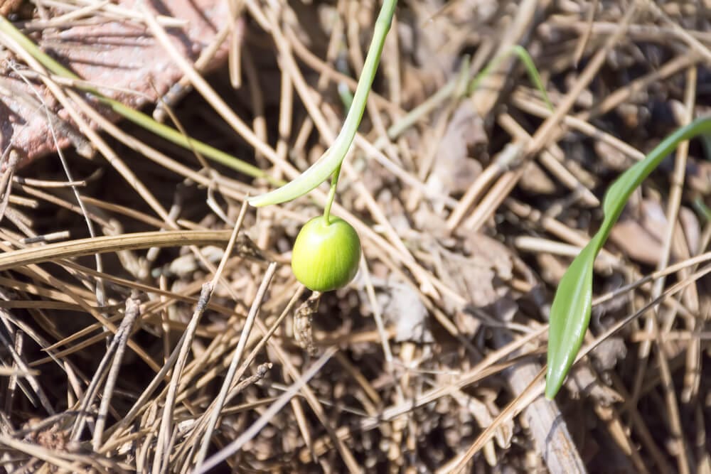 snowdrop bulbs