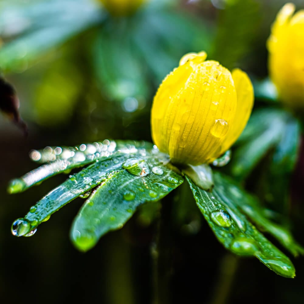 watering winter aconites