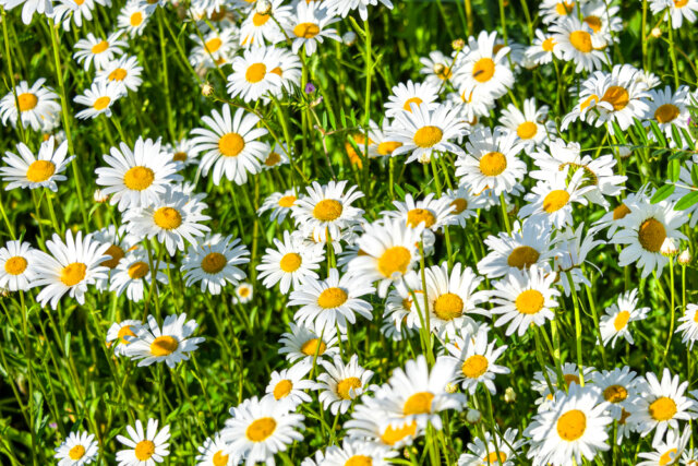 How To Grow Daisies For Beginners (2 QUICK Tips) - The Gardening Dad