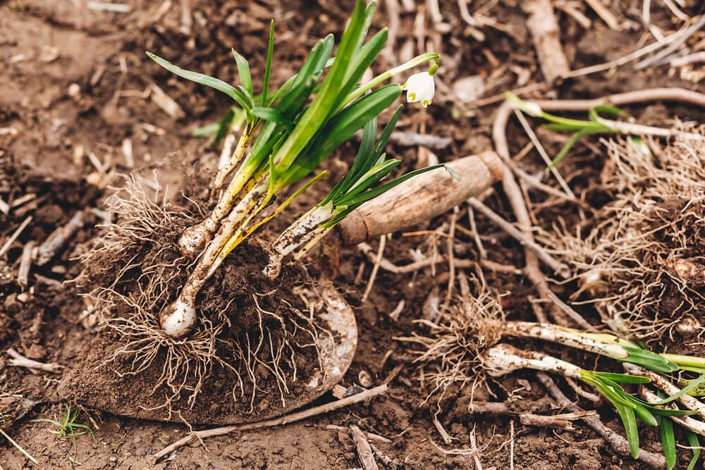 flower bulbs