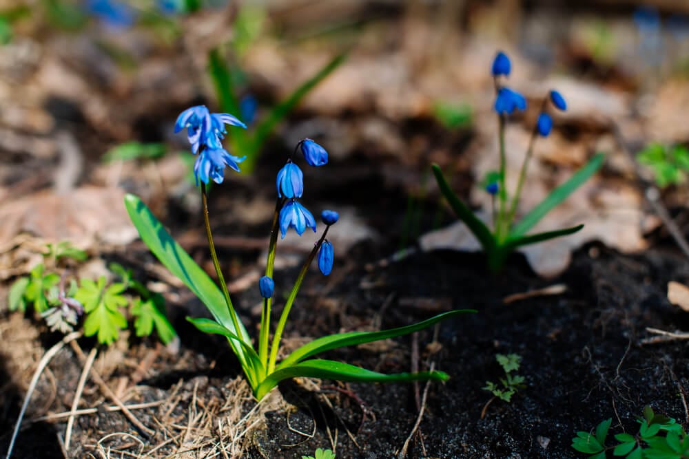 snowdrops in spring