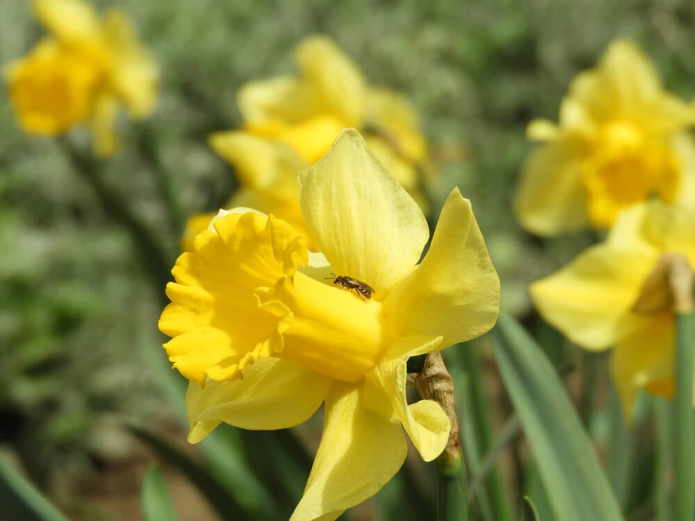 daffodil diseases