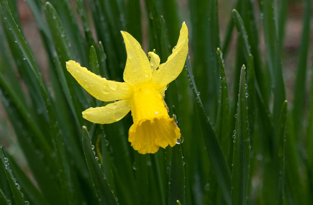 watering daffodils