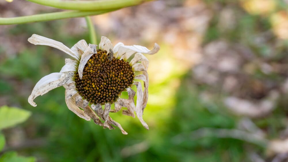 daisy bulbs