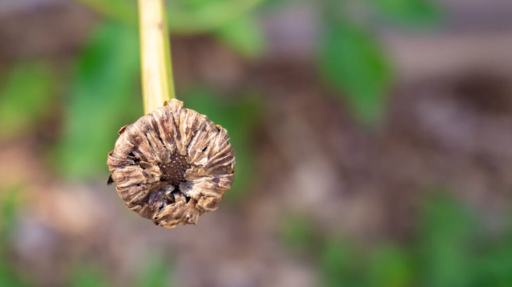 daisy bulbs