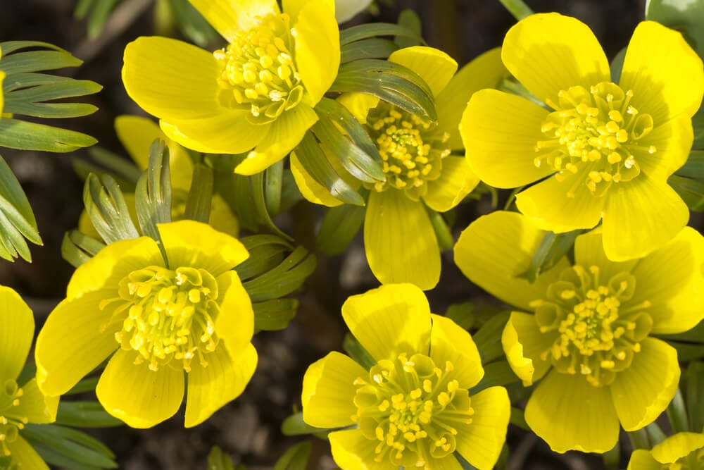 winter aconite growing