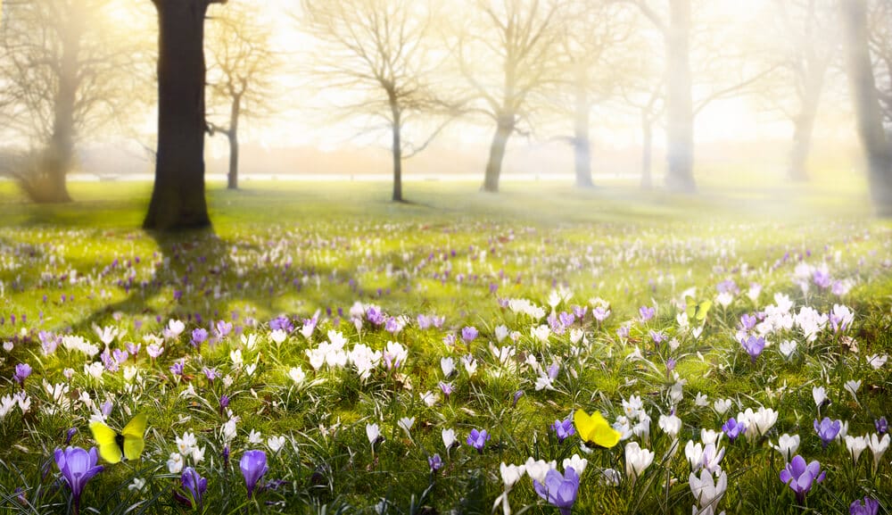 Snowdrops