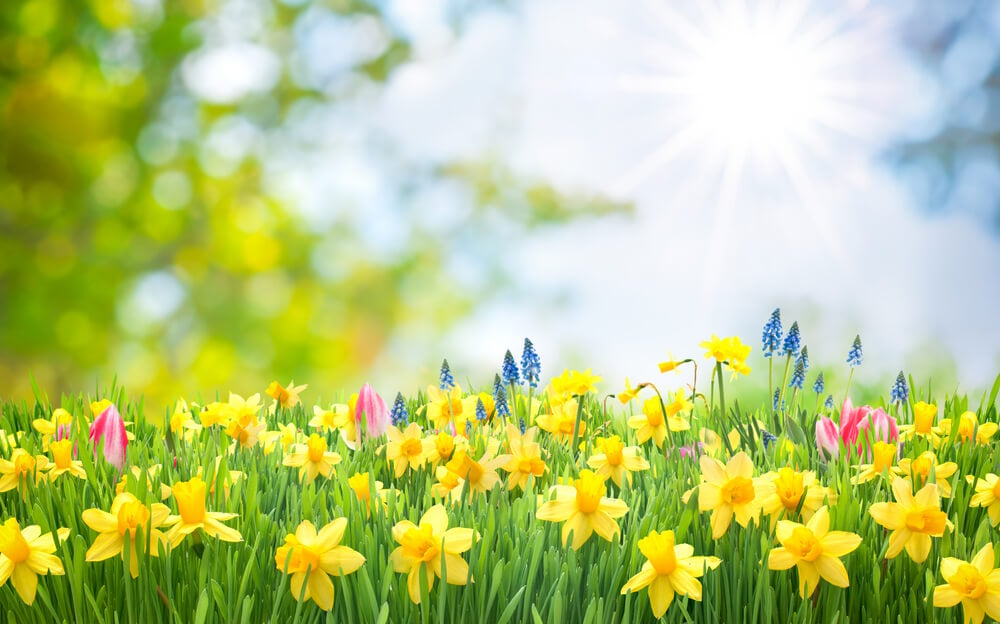 daffodil uses
