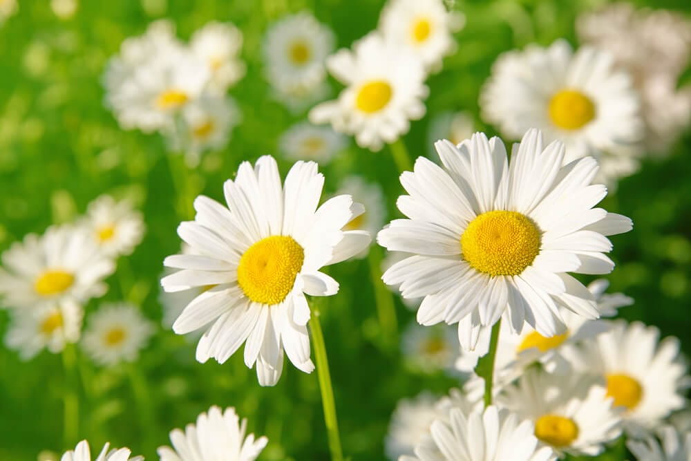 How to Grow Daisies for Beginners (2 QUICK Tips) The Gardening Dad