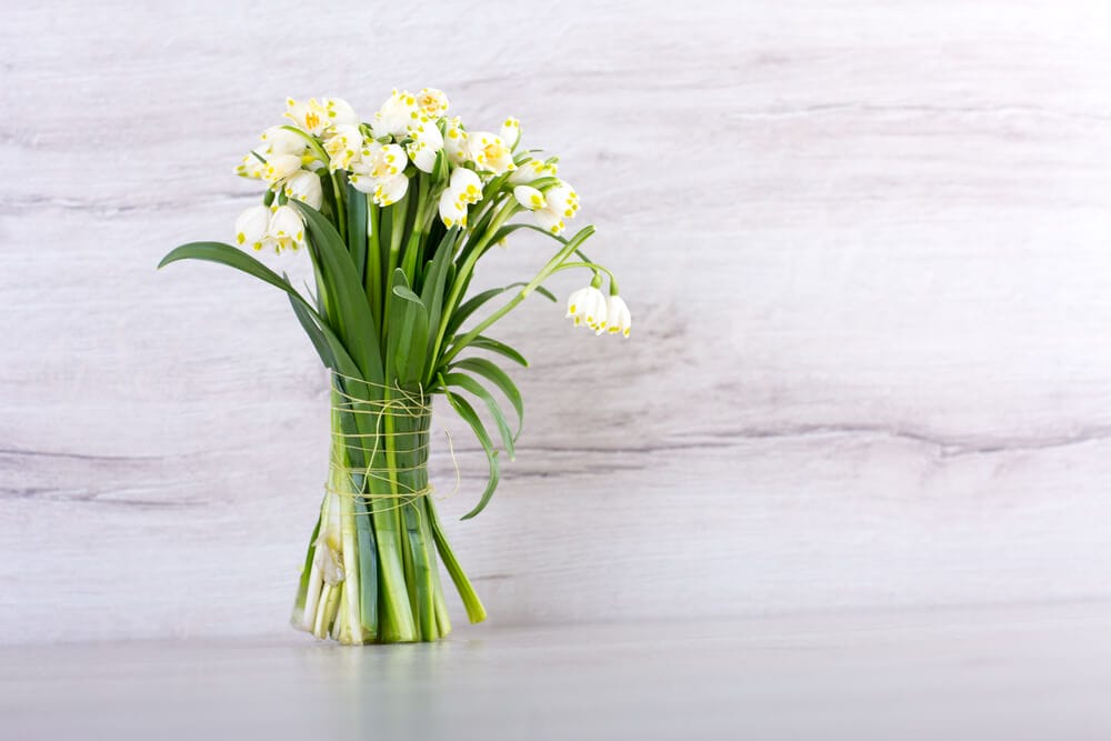 cutting snowdrops