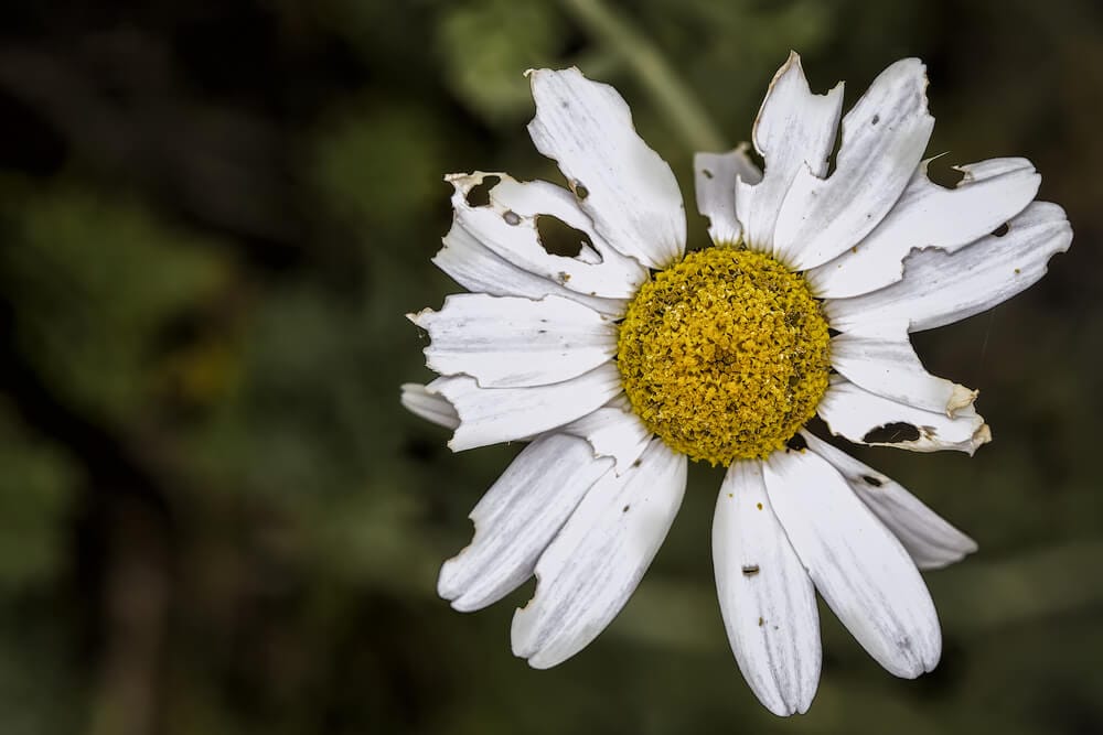 daisy diseases