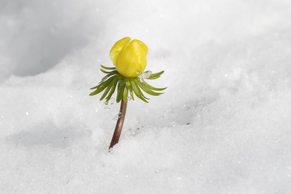 winter aconite disease