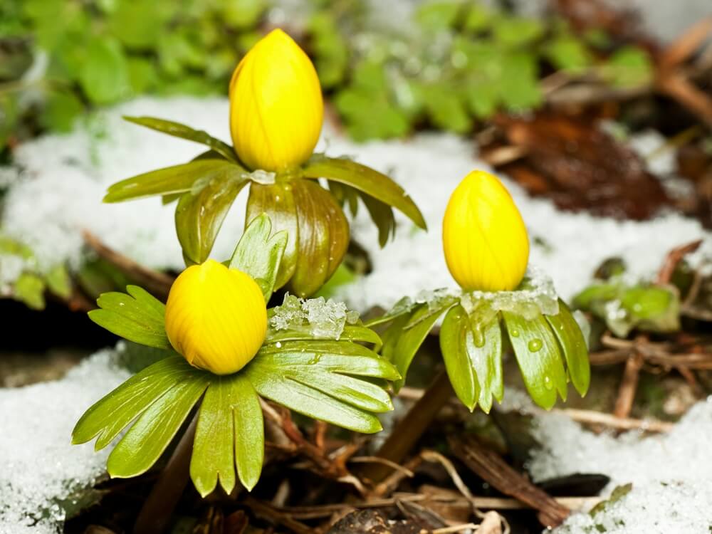 planting winter aconites