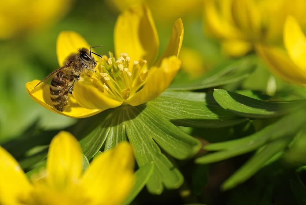 fertilizing winter aconites