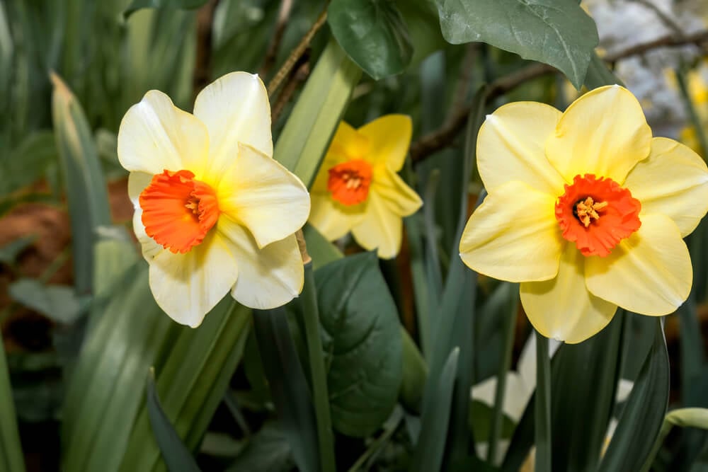 small cup daffodil
