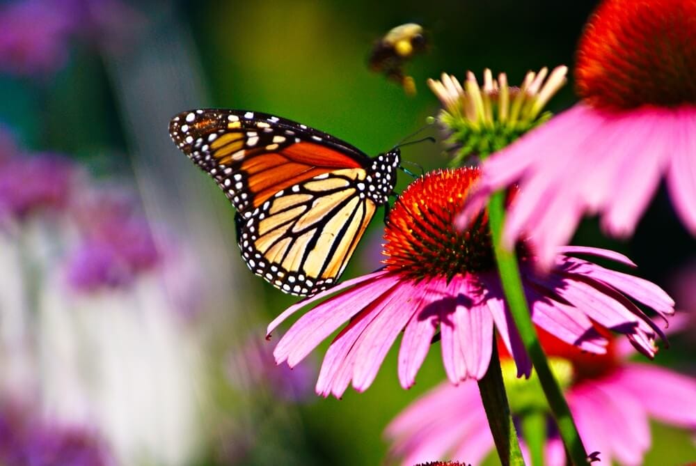 butterflies on flower