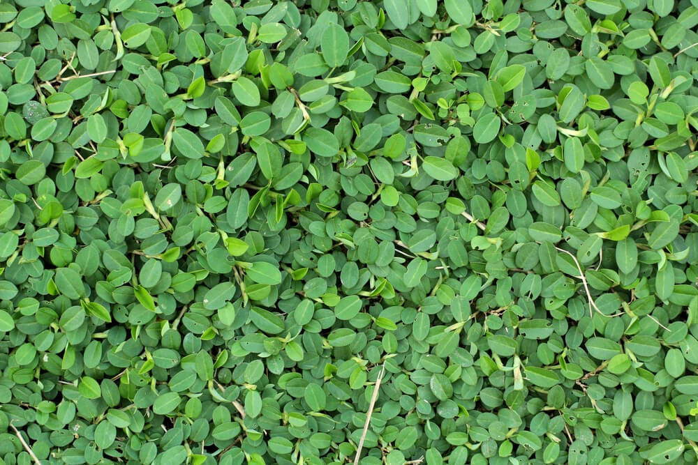 fall garden cleanup cover crop 