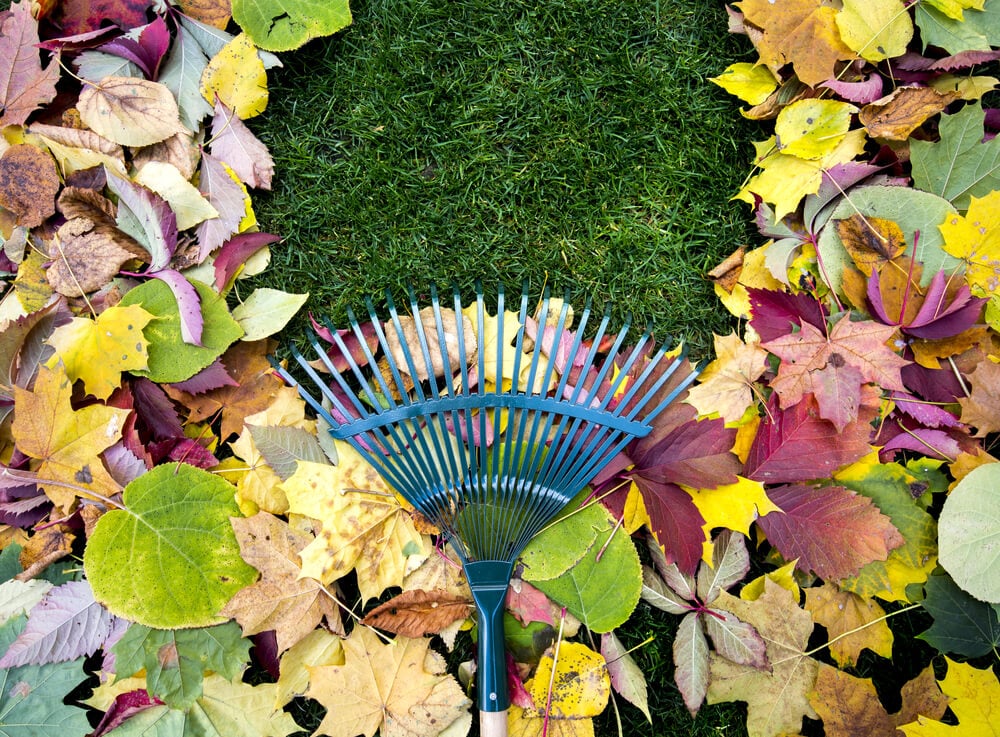fall garden cleanup