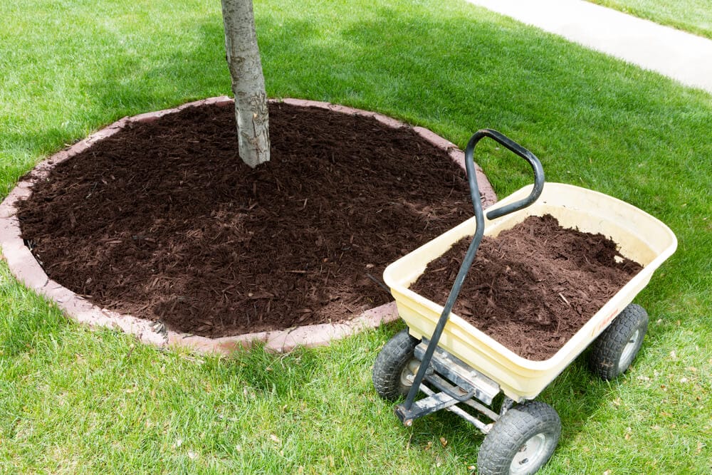 mulch around tree