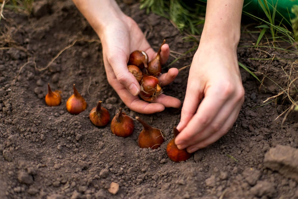 perennial bulbs