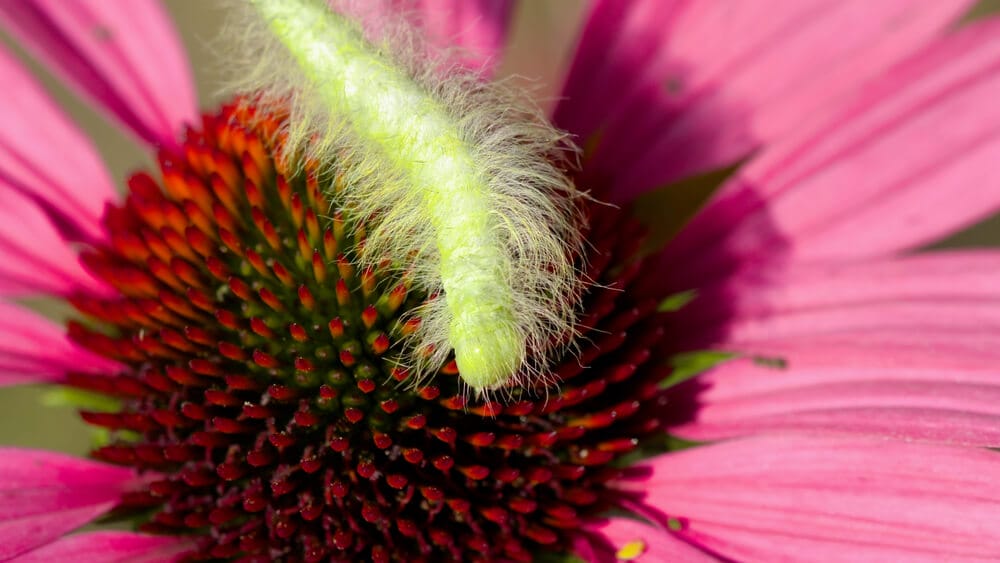 Echinacea pests