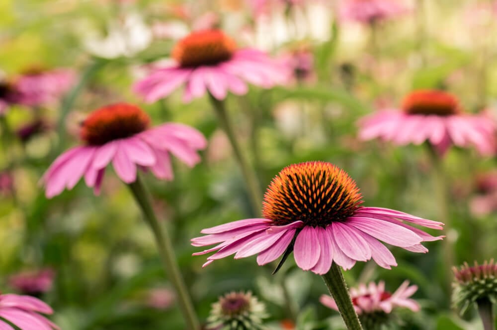 Echinacea in the spring