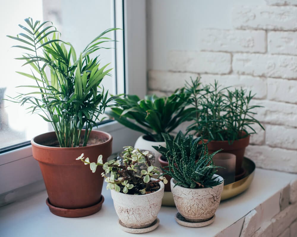 gardening pots