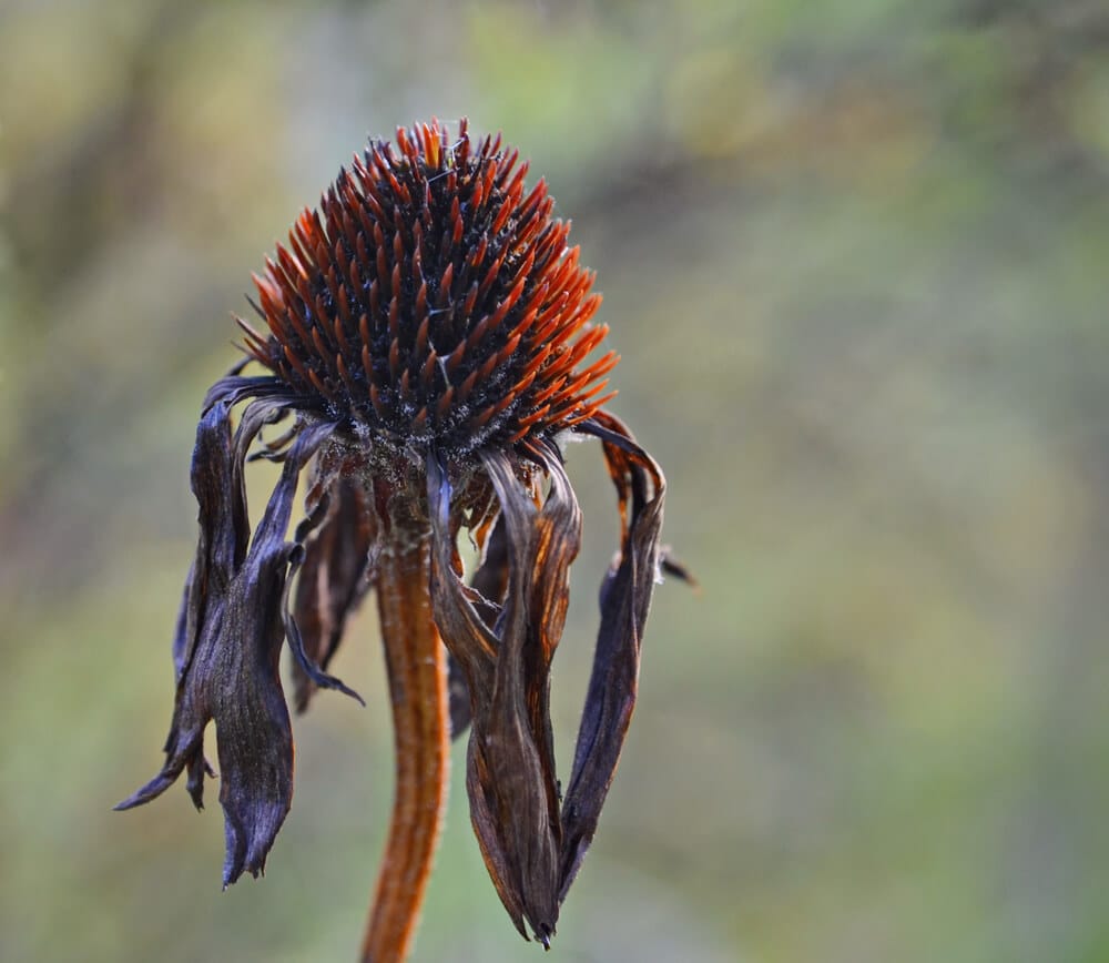 Echinacea Diseases