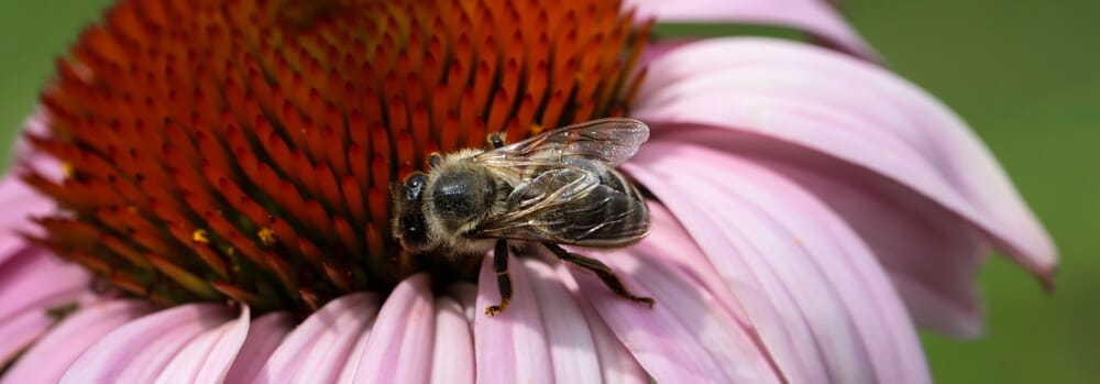 Echinacea feeding