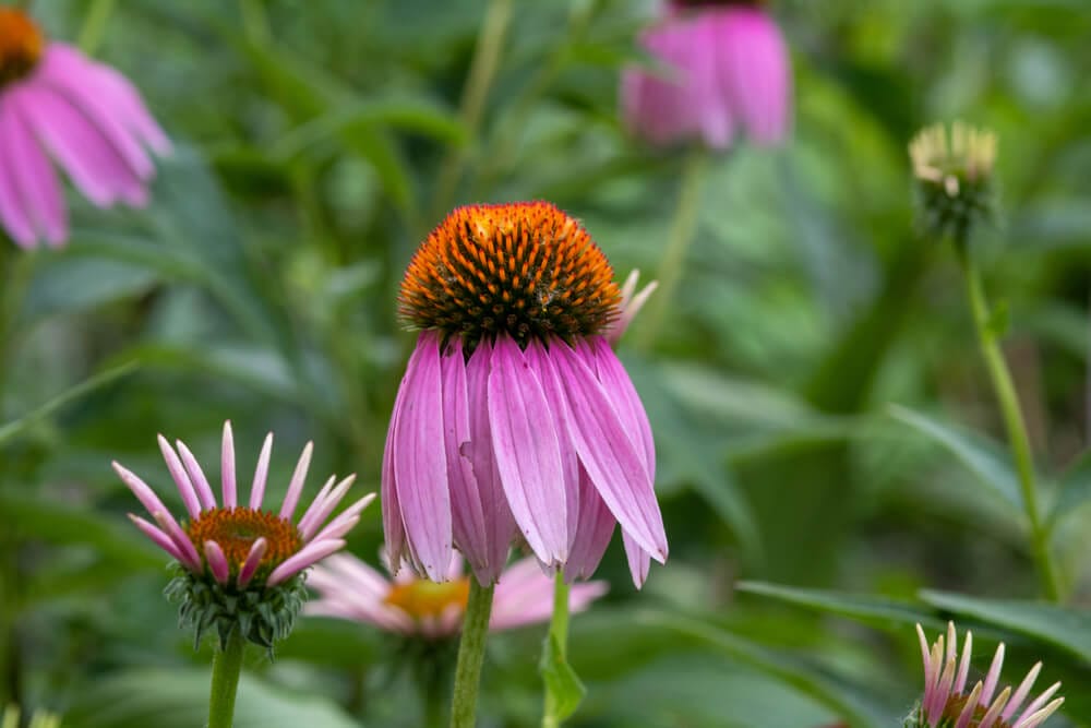 Echinacea Uses