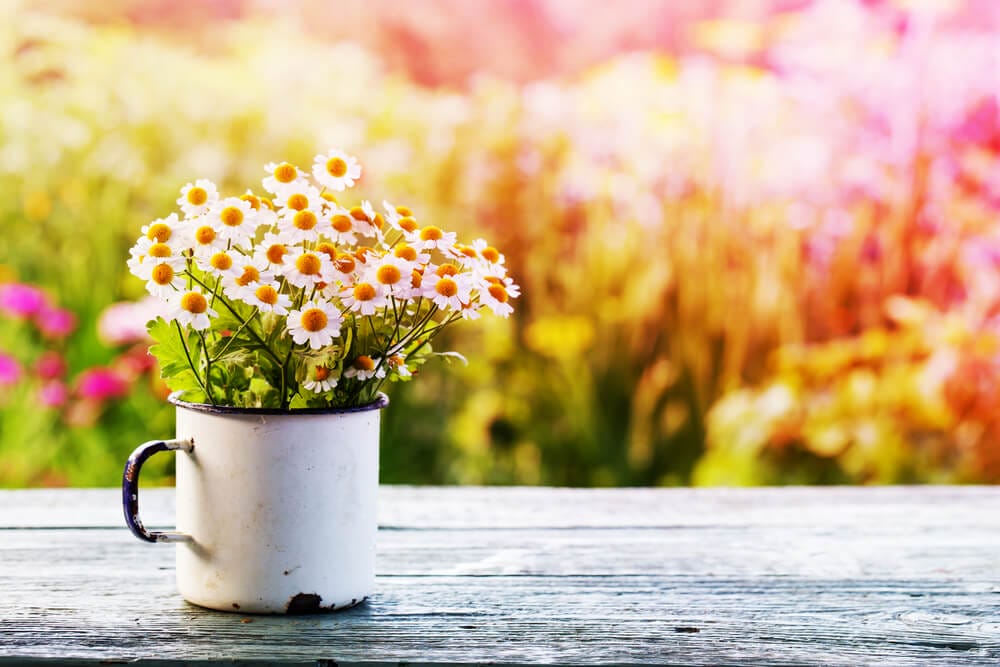 Echinacea water