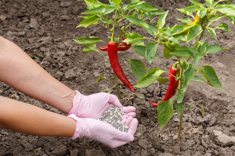 best pepper fertilizers