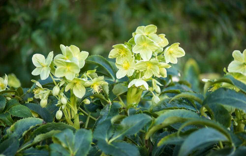 Corsican Hellebore