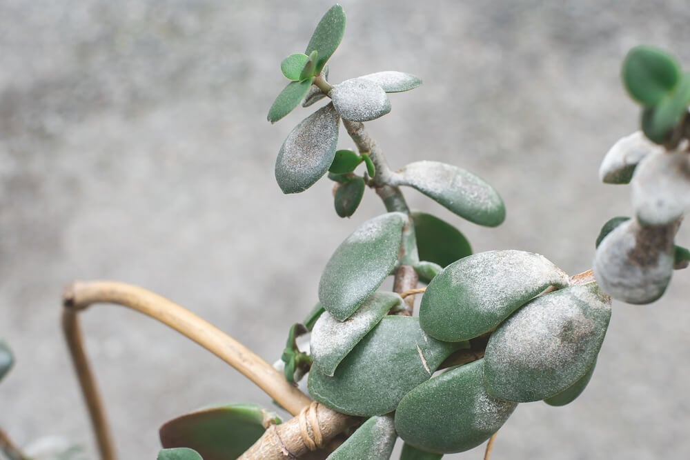 Jade Plant Disease