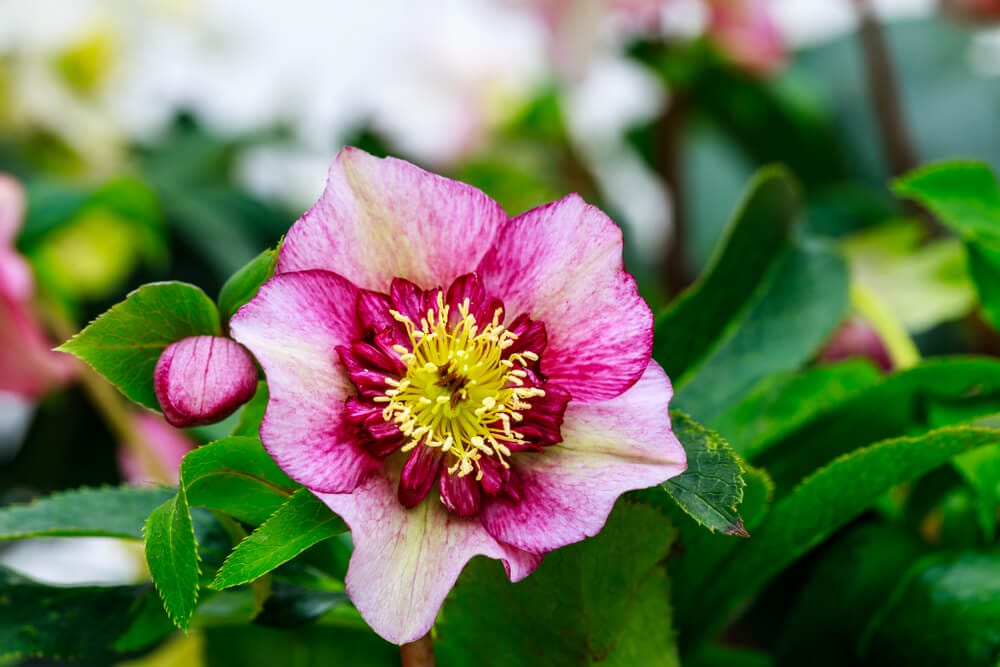 Lenten Rose