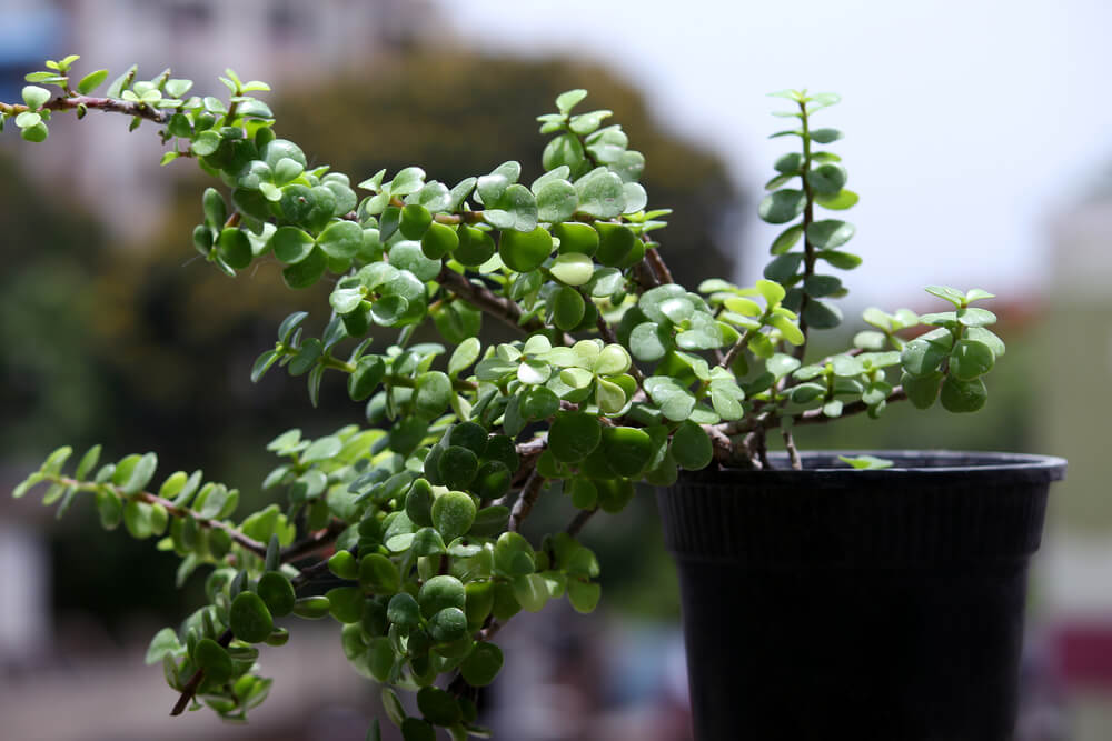 crassula jade plant