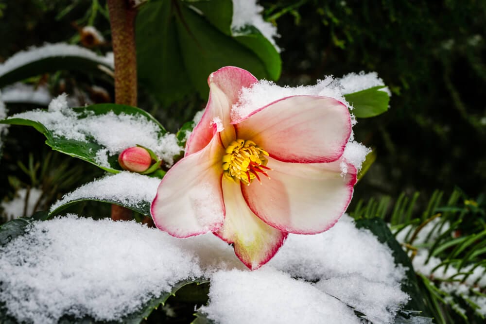 hellebores