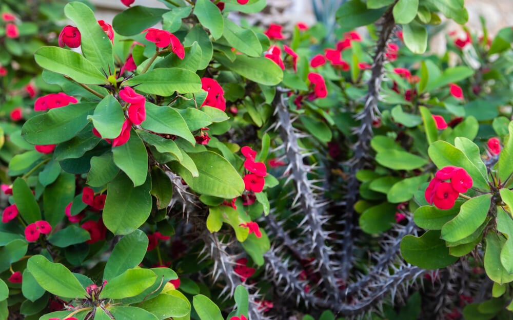 how to grow crown of thorns