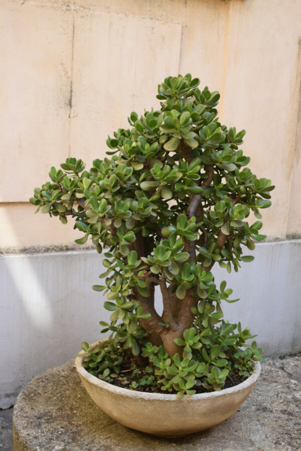 3 EASY Tips to Growing Jade Plants Indoors & Outdoors - The Gardening Dad