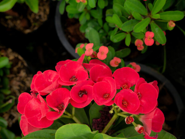 How to Grow Crown of Thorns Indoors & Outdoors (3 PROVEN Tips) - The ...