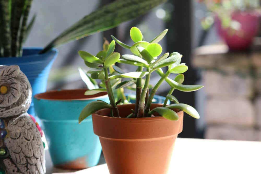 How to Grow Jade Plants