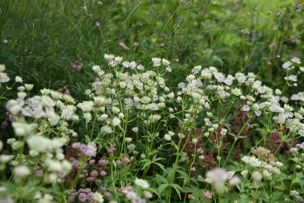 astrantia flowers