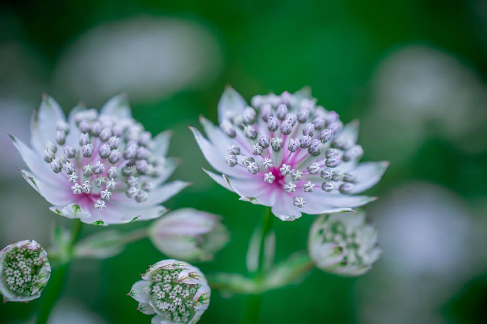 astrantia 2