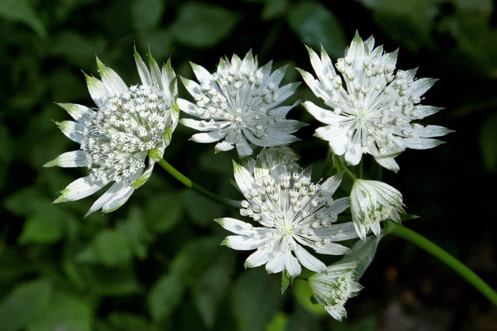 astrantia diseases