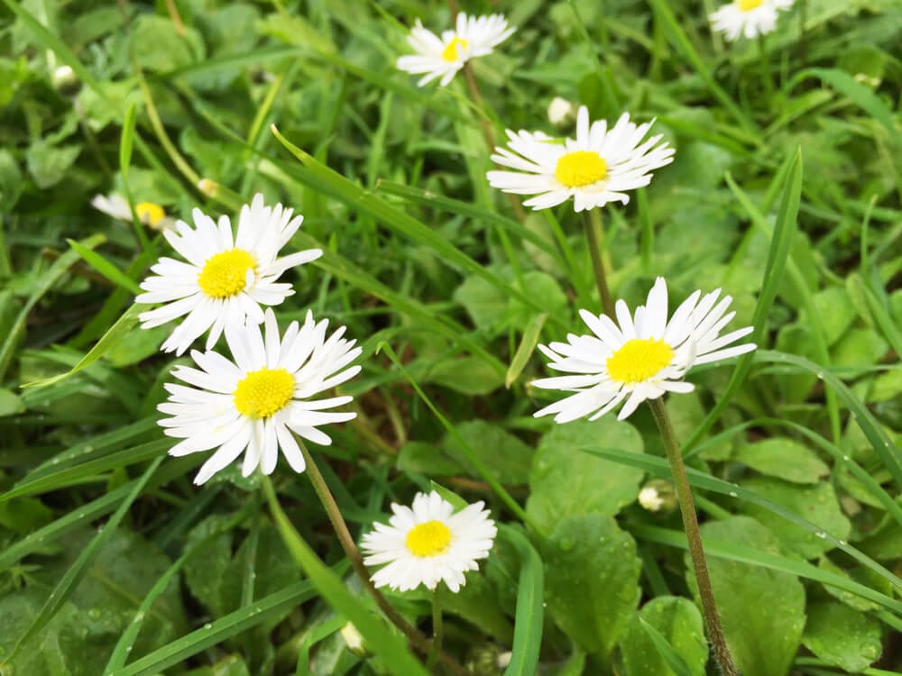 Growing Daisies Made Easy: Follow Our Step-by-Step Guide and Care Tips –  TrustBasket