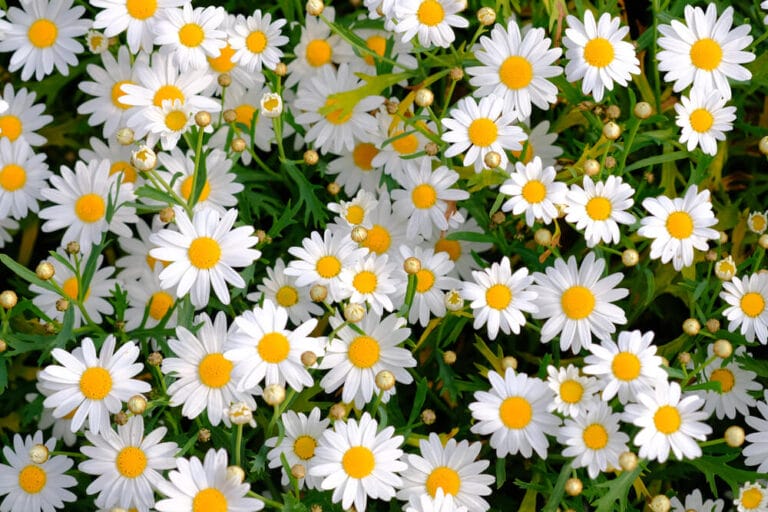 How to Grow Daisies for Beginners (2 QUICK Tips) The Gardening Dad