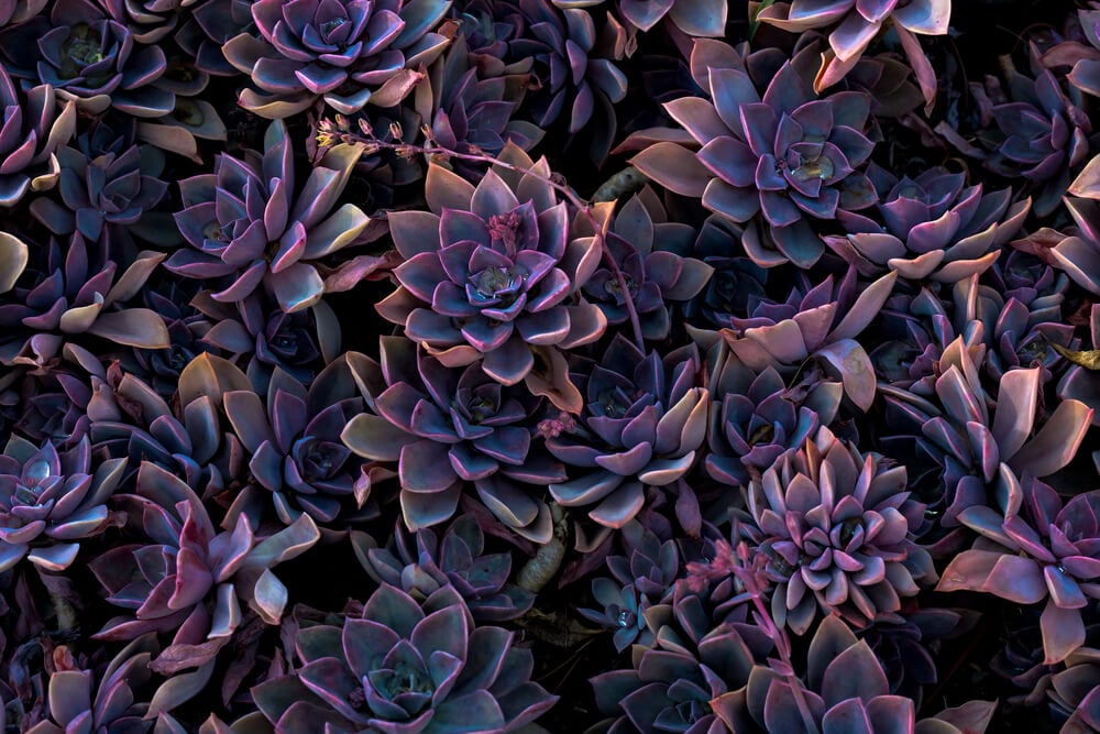 How to Grow Succulents in a Garden