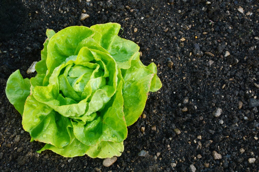 Rhode Island Lettuce Growing